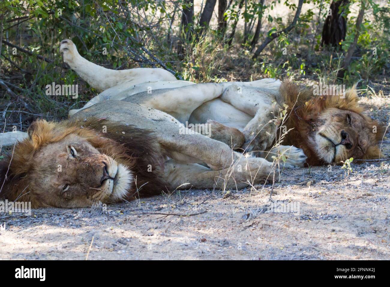 Zwei männliche Löwen (Panthera leo) kuscheln, umarmen und schlafen zusammen Beine verflochten im Kruger National Park, Südafrika Stockfoto