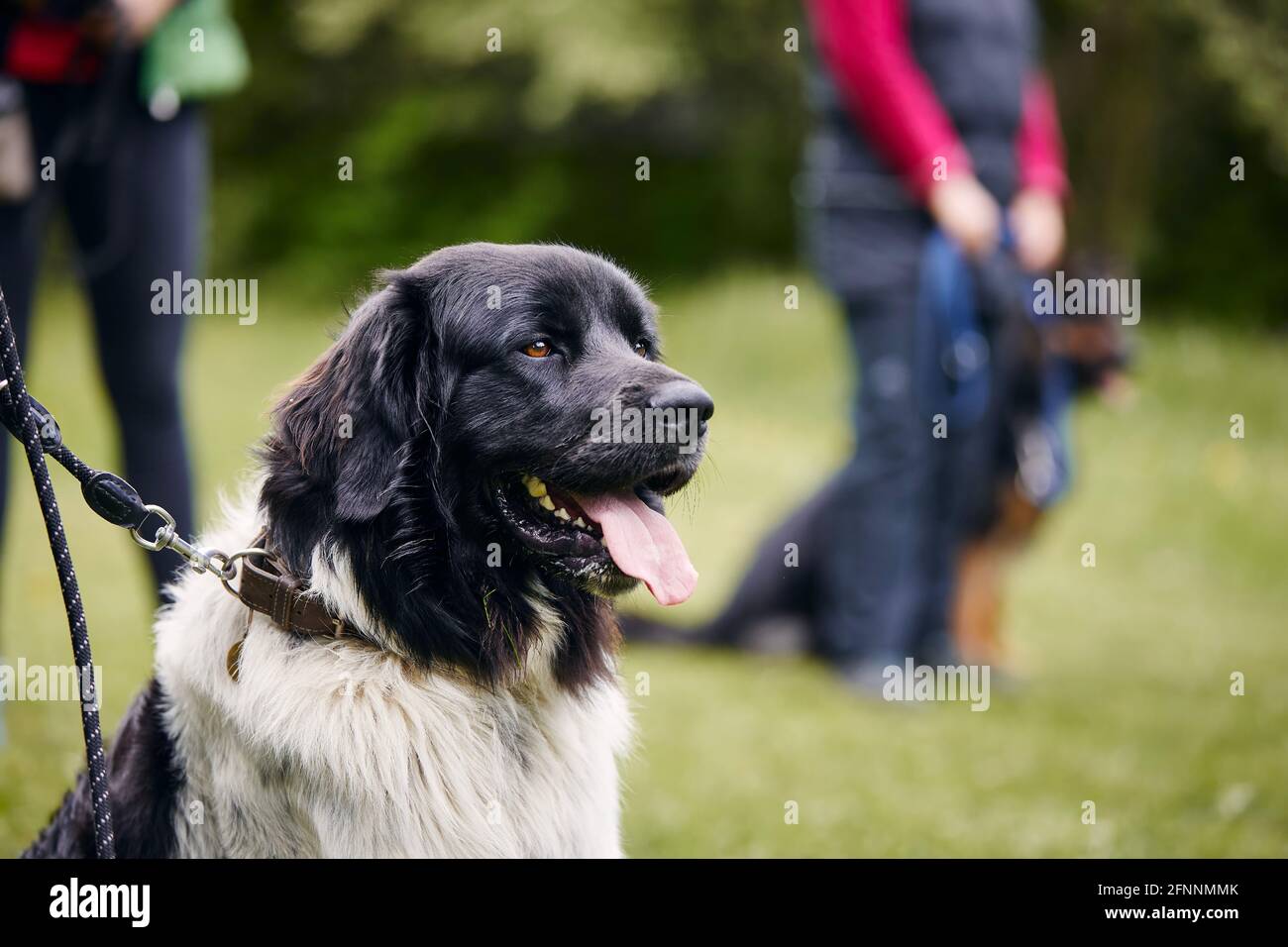 Tschechischer Berghund sitzt während des Trainings. Tierbesitzer lernen Gehorsam auf der Wiese. Stockfoto