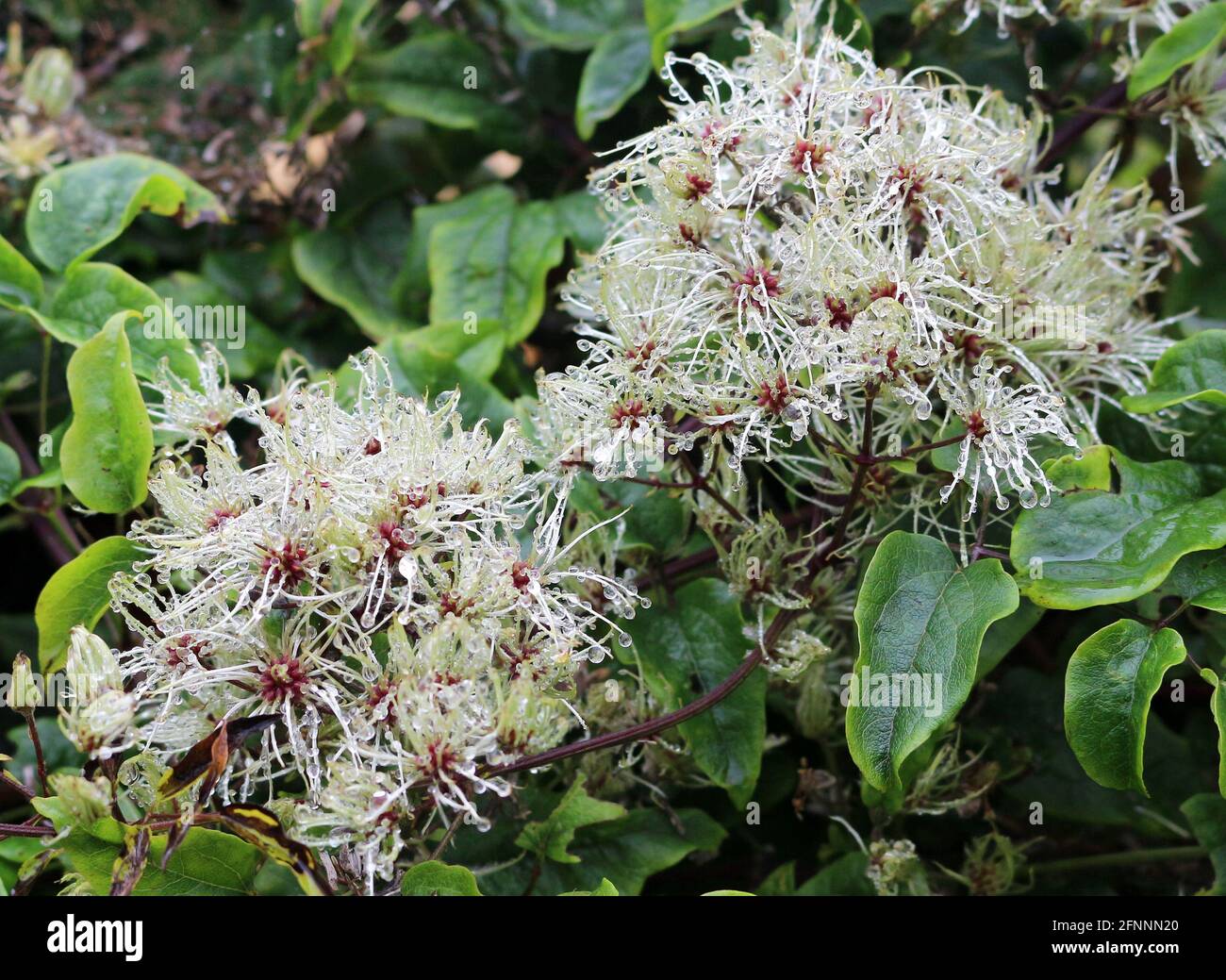 Clematis samen -Fotos und -Bildmaterial in hoher Auflsung  Alamy