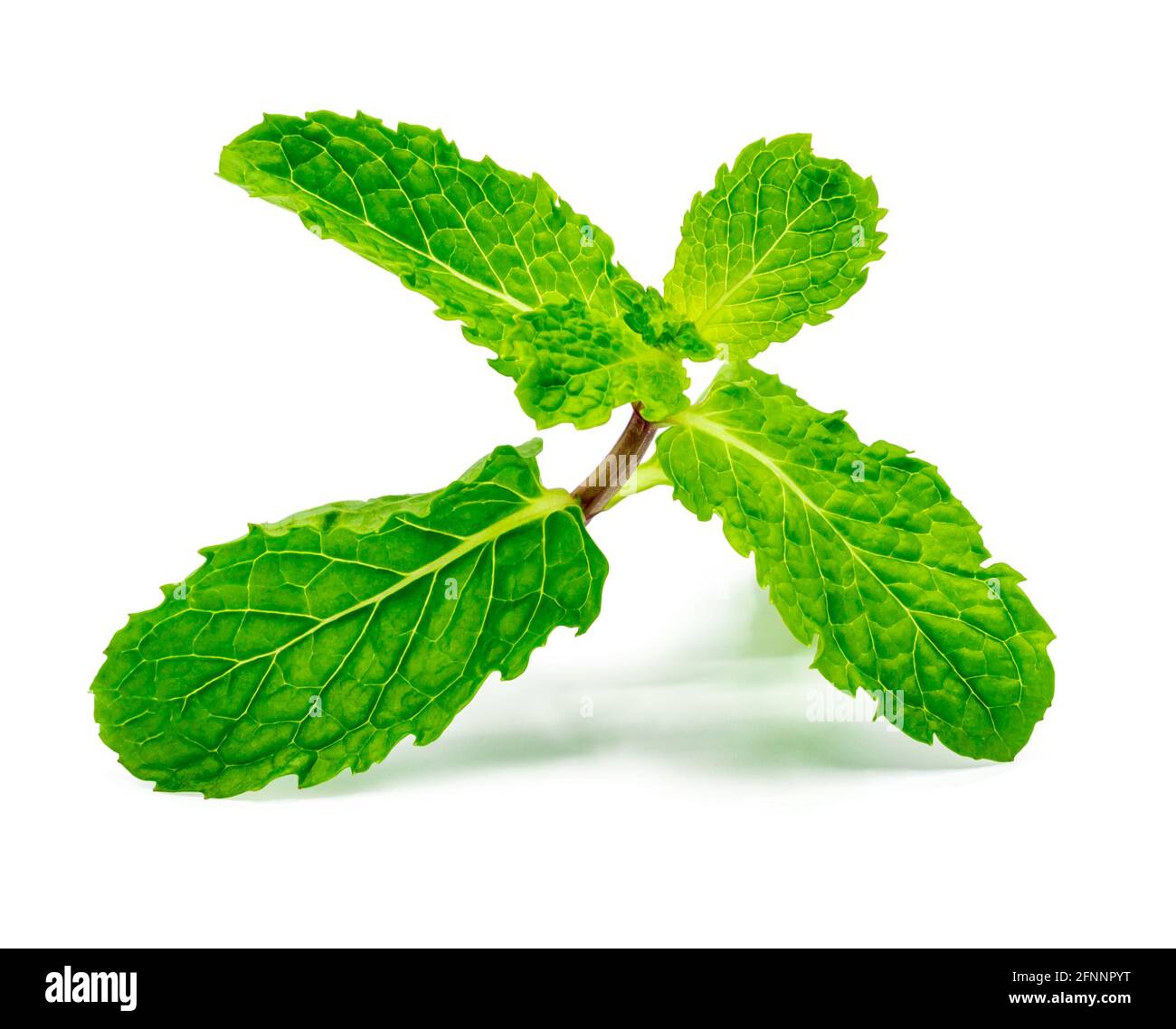 Frische rohe Minze Blätter isoliert auf weißem Hintergrund mit Clipping Pfad Stockfoto