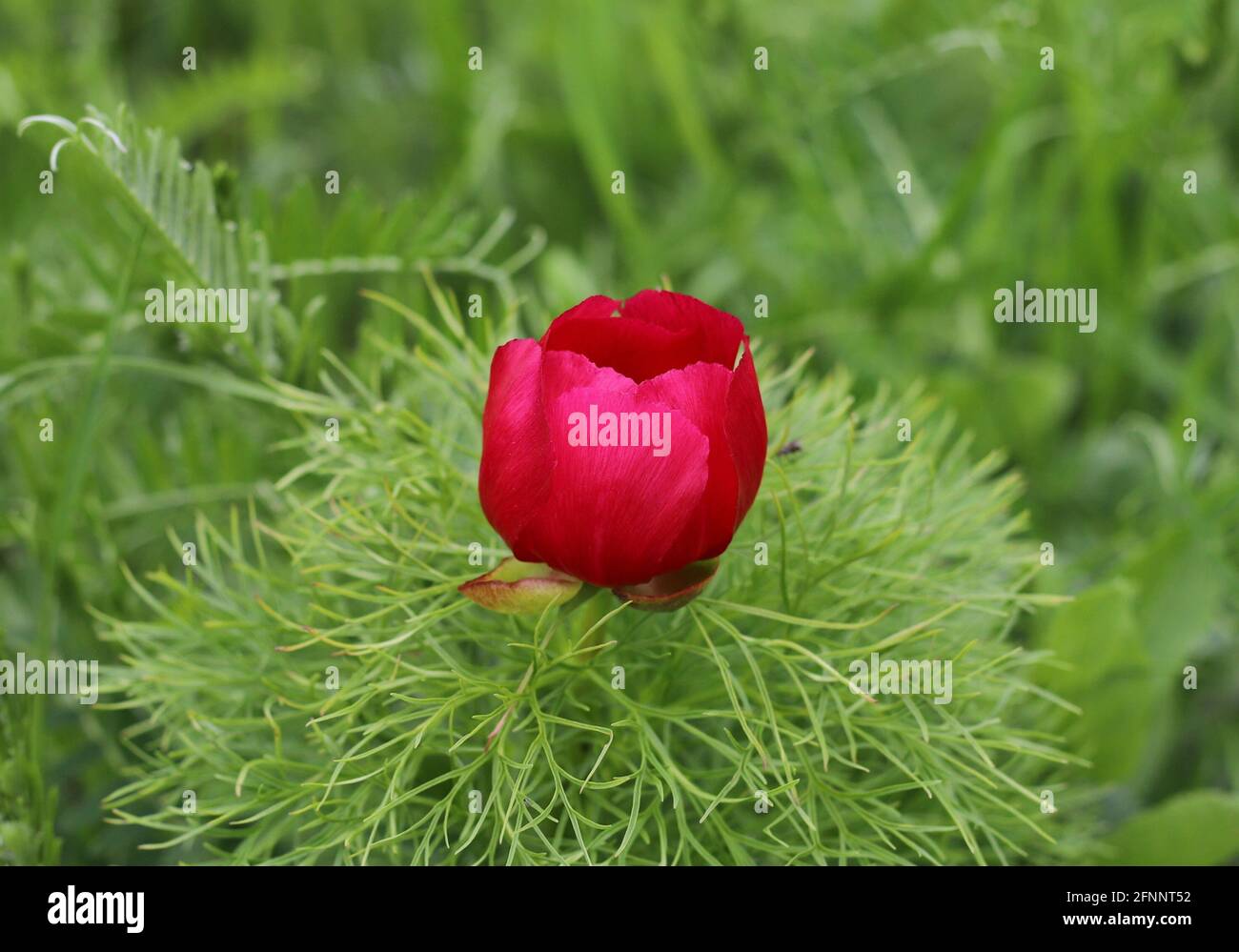 Nahaufnahme eines schönen roten Farnblattes, an dem die Pfingstrose blüht Ein Park Stockfoto
