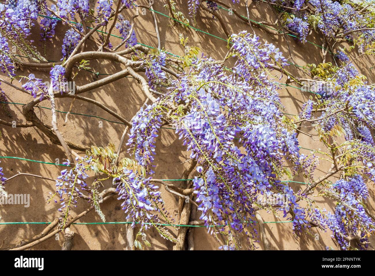 Wisteria Rebe mit blauen und violetten Blüten blüht gegen eine Gelbe Steinmauer Stockfoto