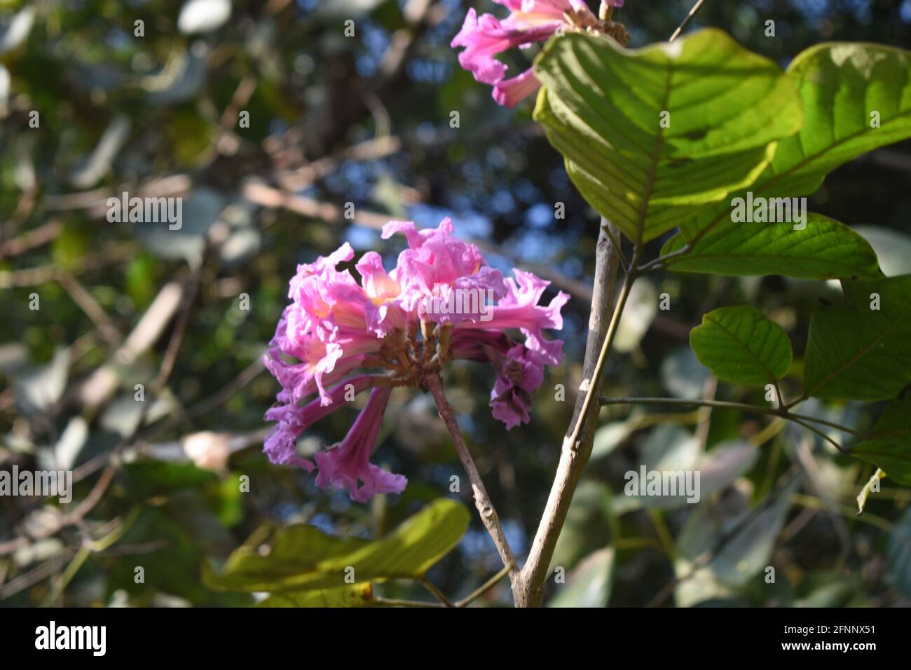 Rosa Wüstenweide Blume im Fokus mit grünen Blättern alle Und blauer Himmel Stockfoto