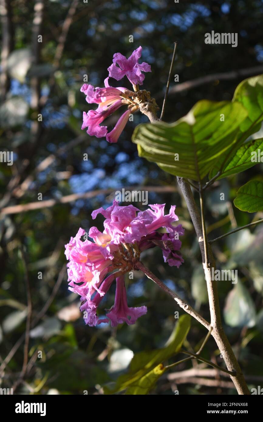 Rosa Wüstenweide Blume im Fokus mit grünen Blättern alle Und blauer Himmel Stockfoto