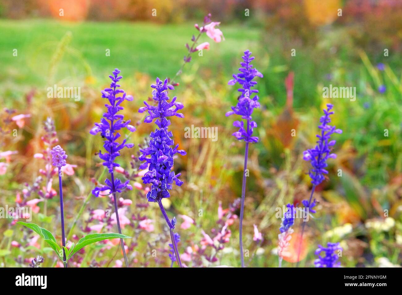Salvia von purpurner Farbe auf der Wiese an sonnigen Tagen. Nahaufnahme von violettem Sommersalbei auf verschwommenem Hintergrund von grünem Gras. Stockfoto