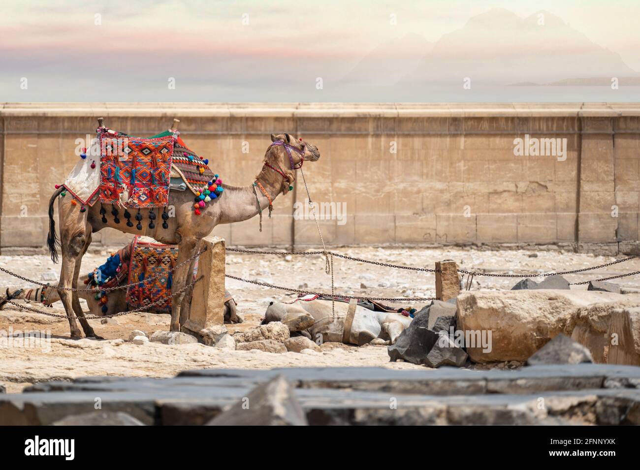 Kamel auf dem Markt gegen die Mauer einer alten arabischen Stadt. Müde Kamele nach einem langen Trek durch die Wüste. Kamele im arabischen Basar. Schöner Himmel Stockfoto