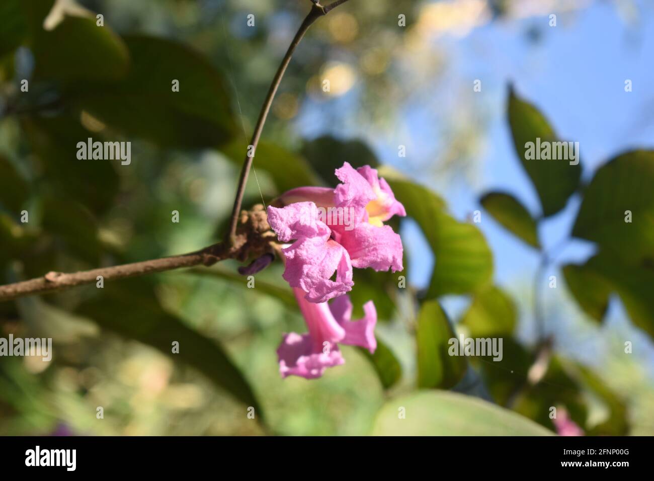 Rosa Wüstenweide Blume im Fokus mit grünen Blättern alle Und blauer Himmel Stockfoto
