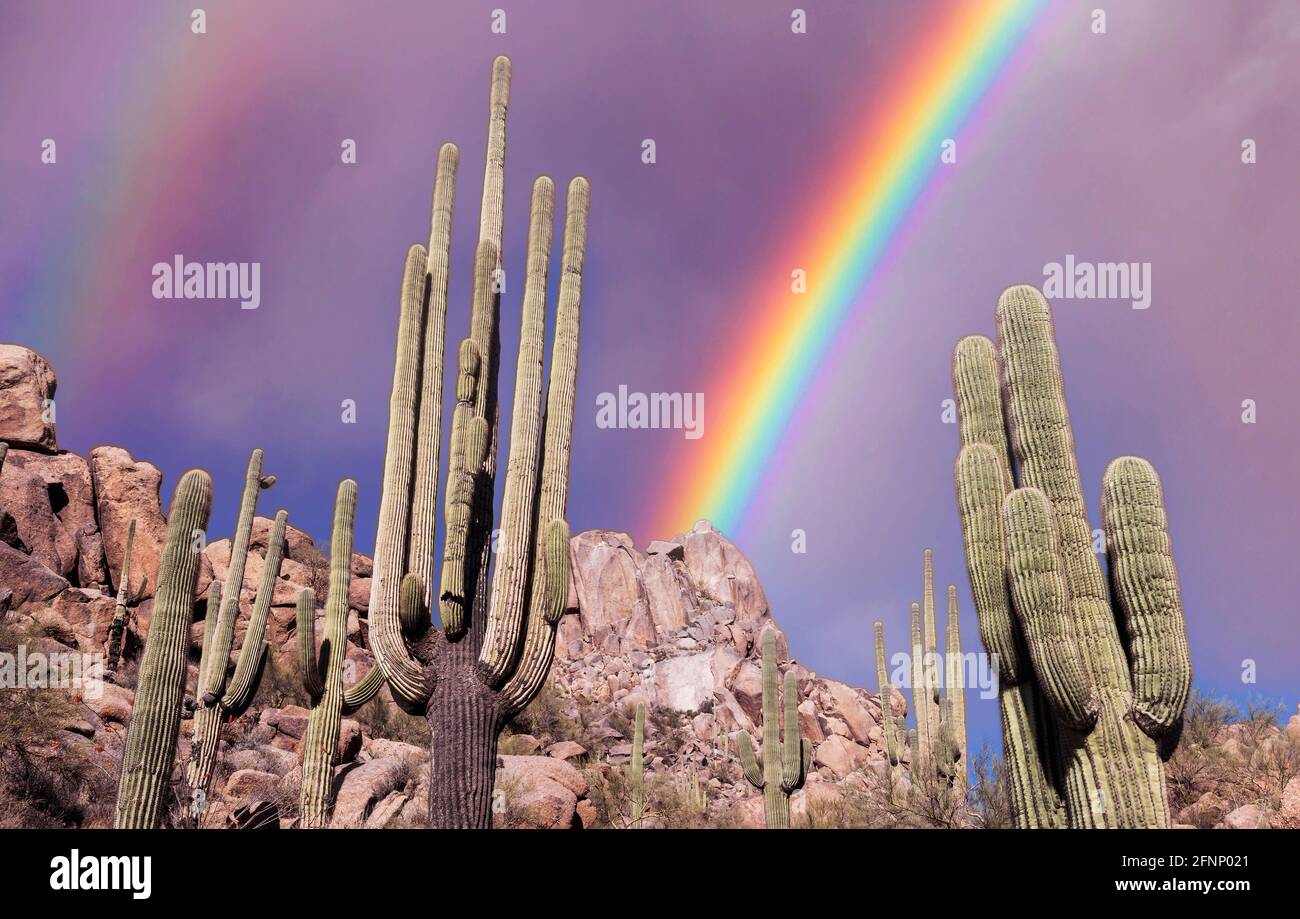 Landschaftsbild eines lebendigen doppelten Regenbogens in der Wüste von Arizona mit Saguaro Kaktus und Bergen im Hintergrund. Stockfoto