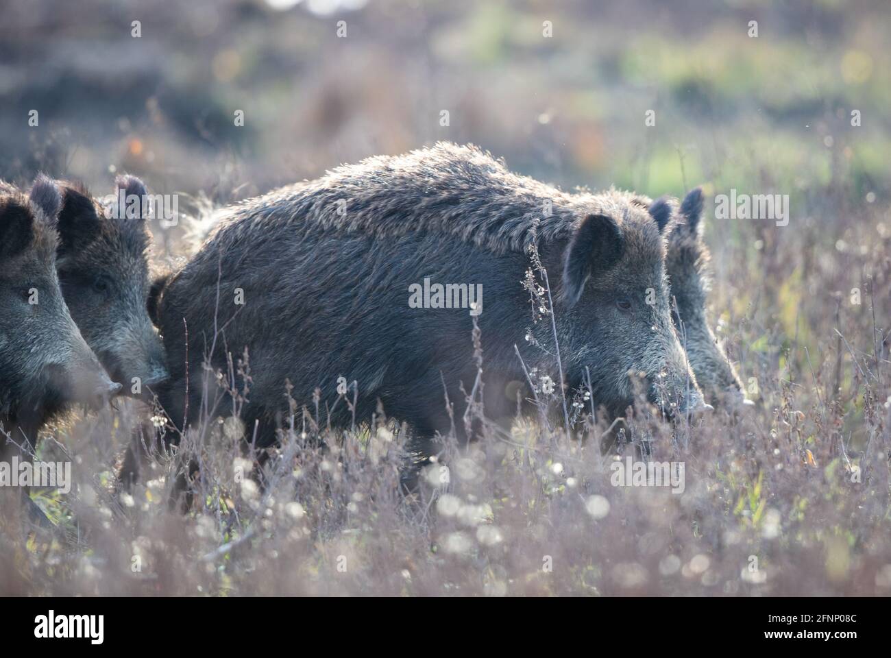 Gruppe von Wildschweinen (sus scrofa ferus), die im Winter auf der Wiese im Wald wandern. Wildtiere in natürlichem Lebensraum Stockfoto