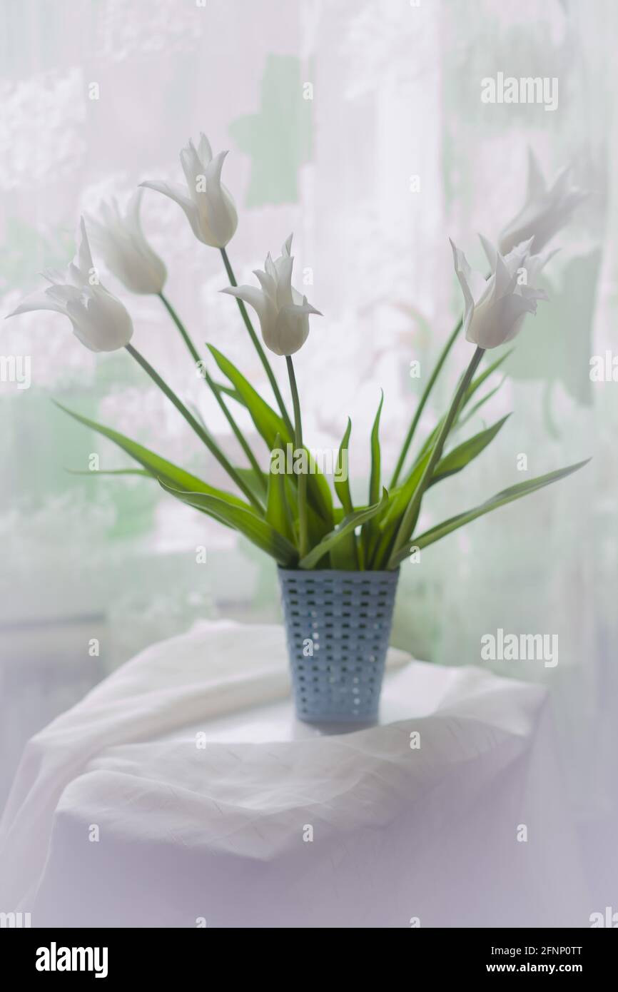 Bouquet von weißen Tulpen auf dem Hintergrund eines Lichtes Vorhang Stockfoto