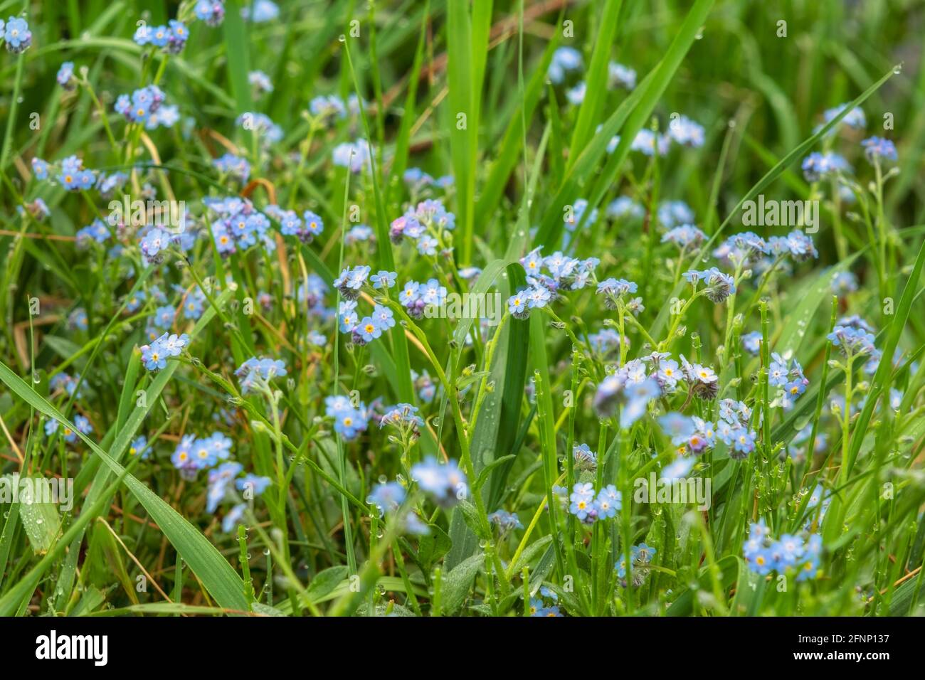 Vergiss mich nicht - frühlingsblaue Blumen Stockfoto