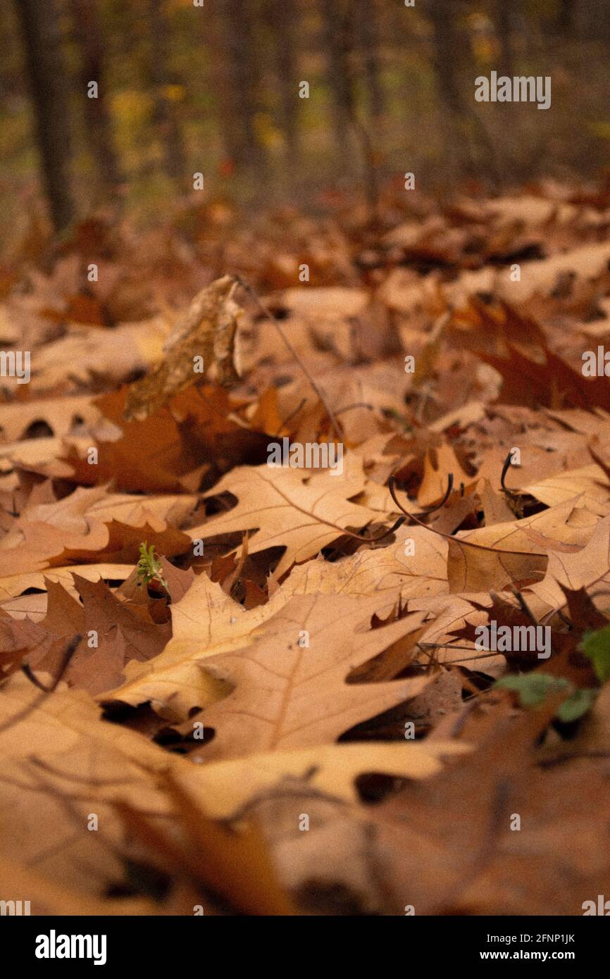 Herbstblätter liegen im Wald Stockfoto