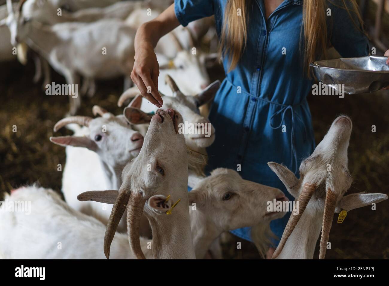 Das Mädchen füttert viele Ziegen aus ihren Händen Stockfoto