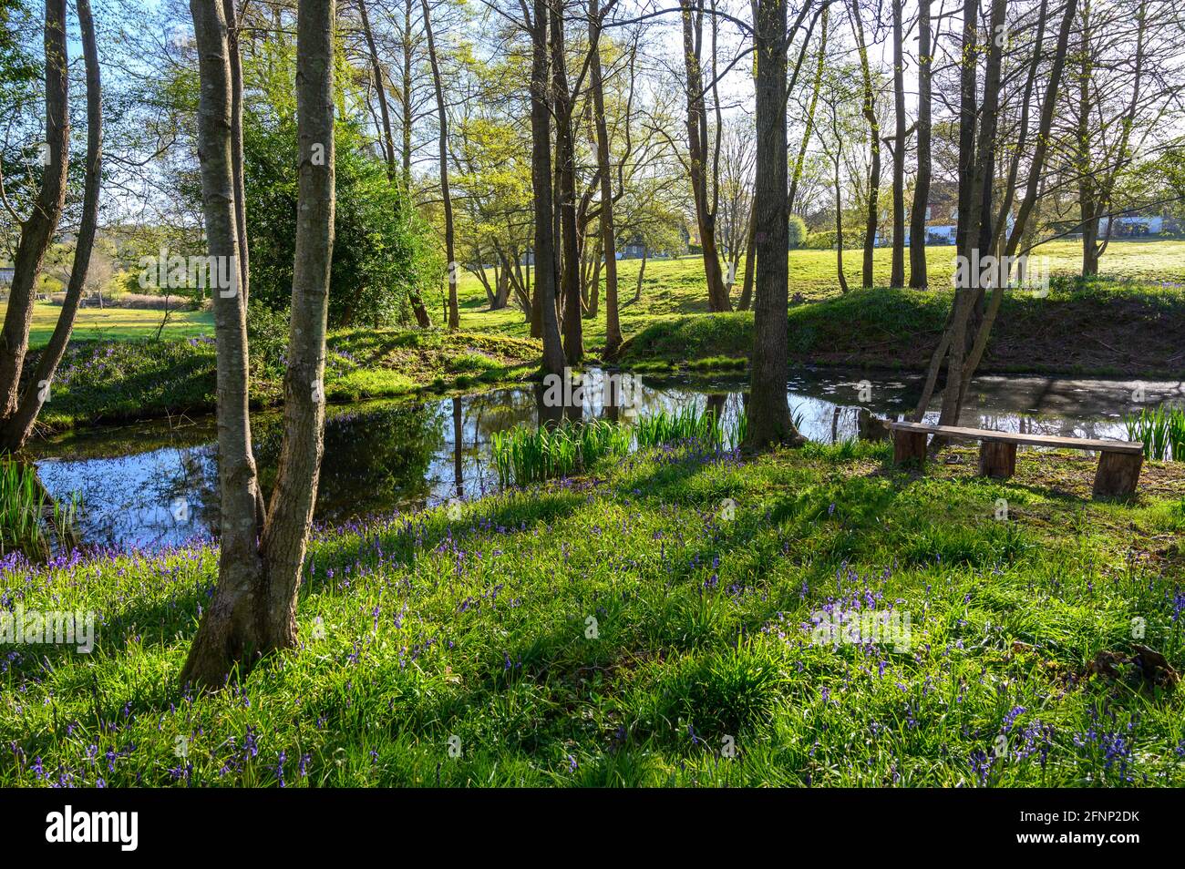Idyllische Waldlandschaft im Frühjahr mit Teich, Blaubellen, Holzbank und Bäumen in West Sussex, England. Stockfoto