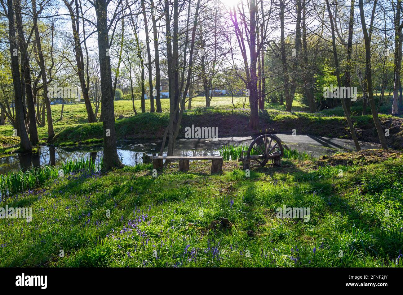 Idyllische Waldlandschaft im Frühjahr mit Teich, Blaubellen, Holzbank und Bäumen in West Sussex, England. Stockfoto