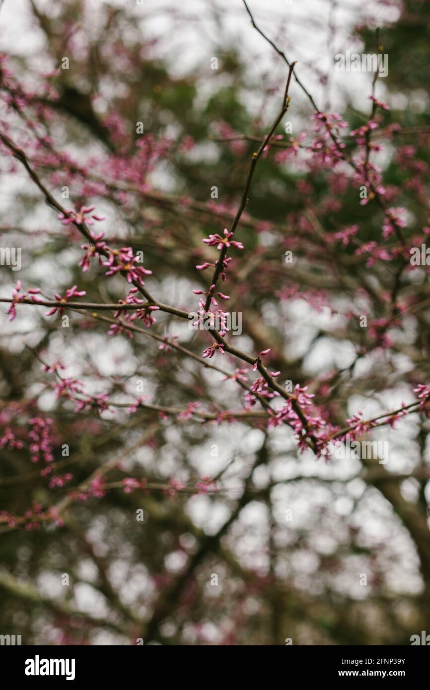 Frühlingsrot Bud Flowers Stockfoto