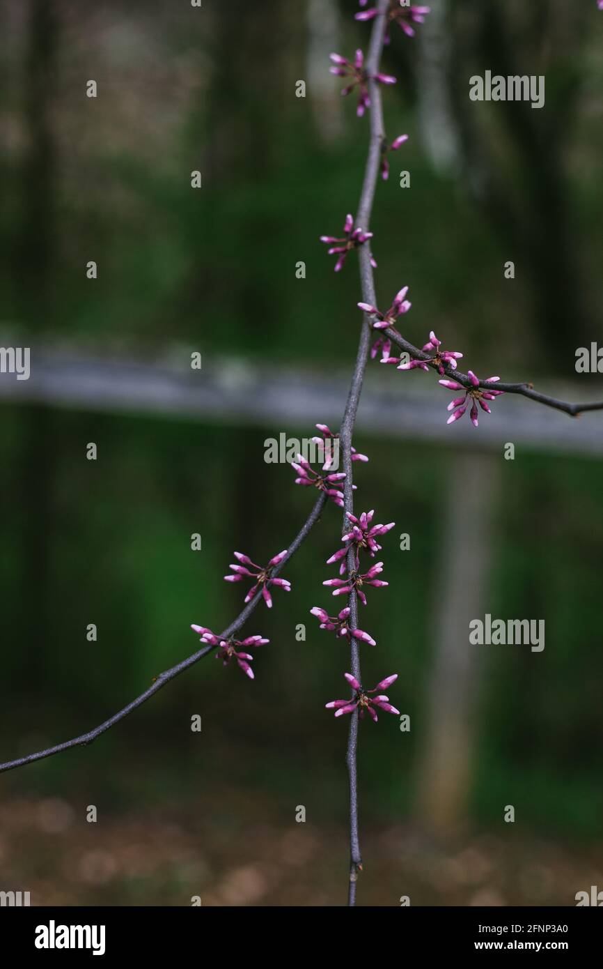 Frühlingsrot Bud Flowers Stockfoto