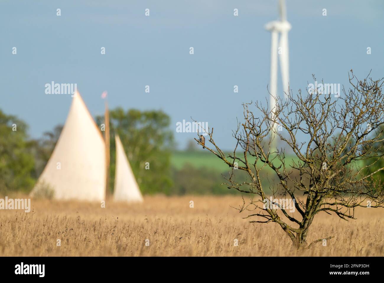 Ein Hobby (Falco subbuteo) in einem Baum mit Segelboot & Windturbine im Hintergrund, Norfolk Stockfoto