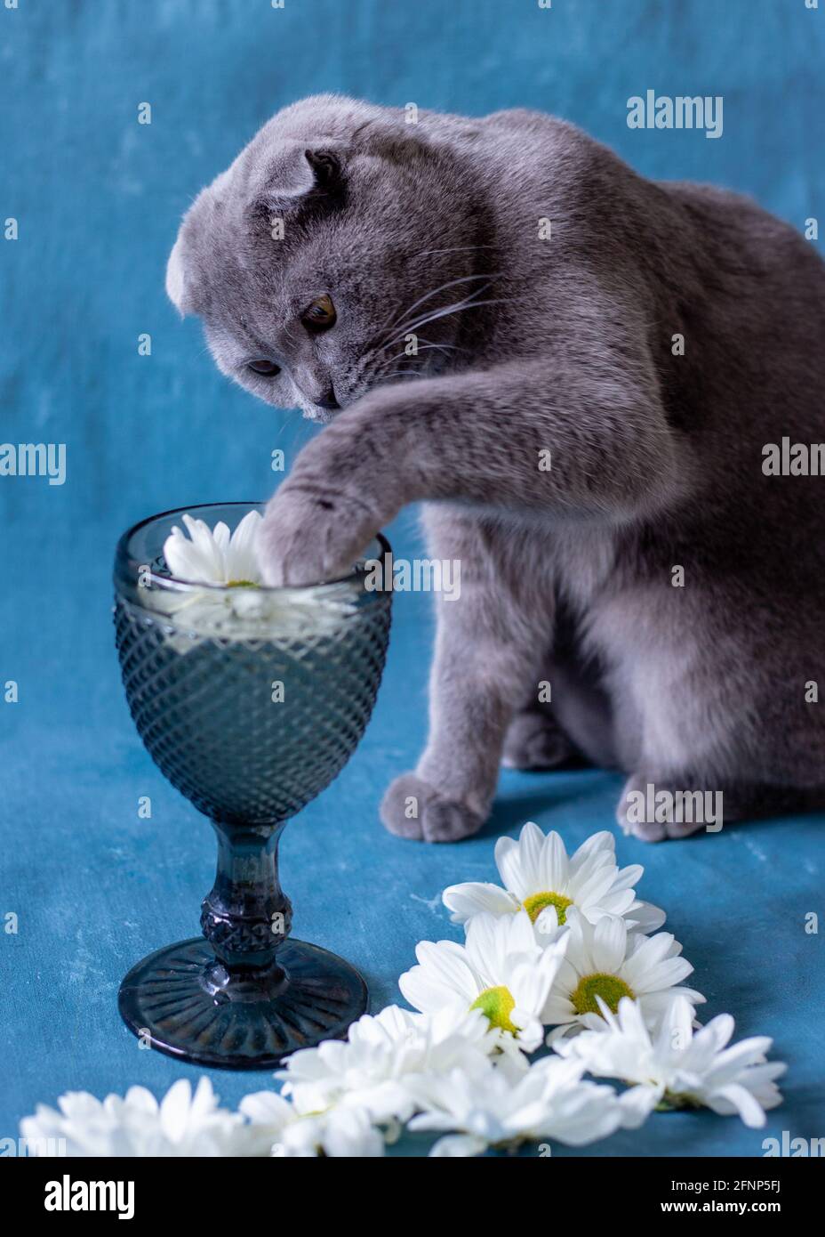 Graue schottische Faltenkatze auf blauem Hintergrund aus Glas und Kamillenblüten. Stockfoto