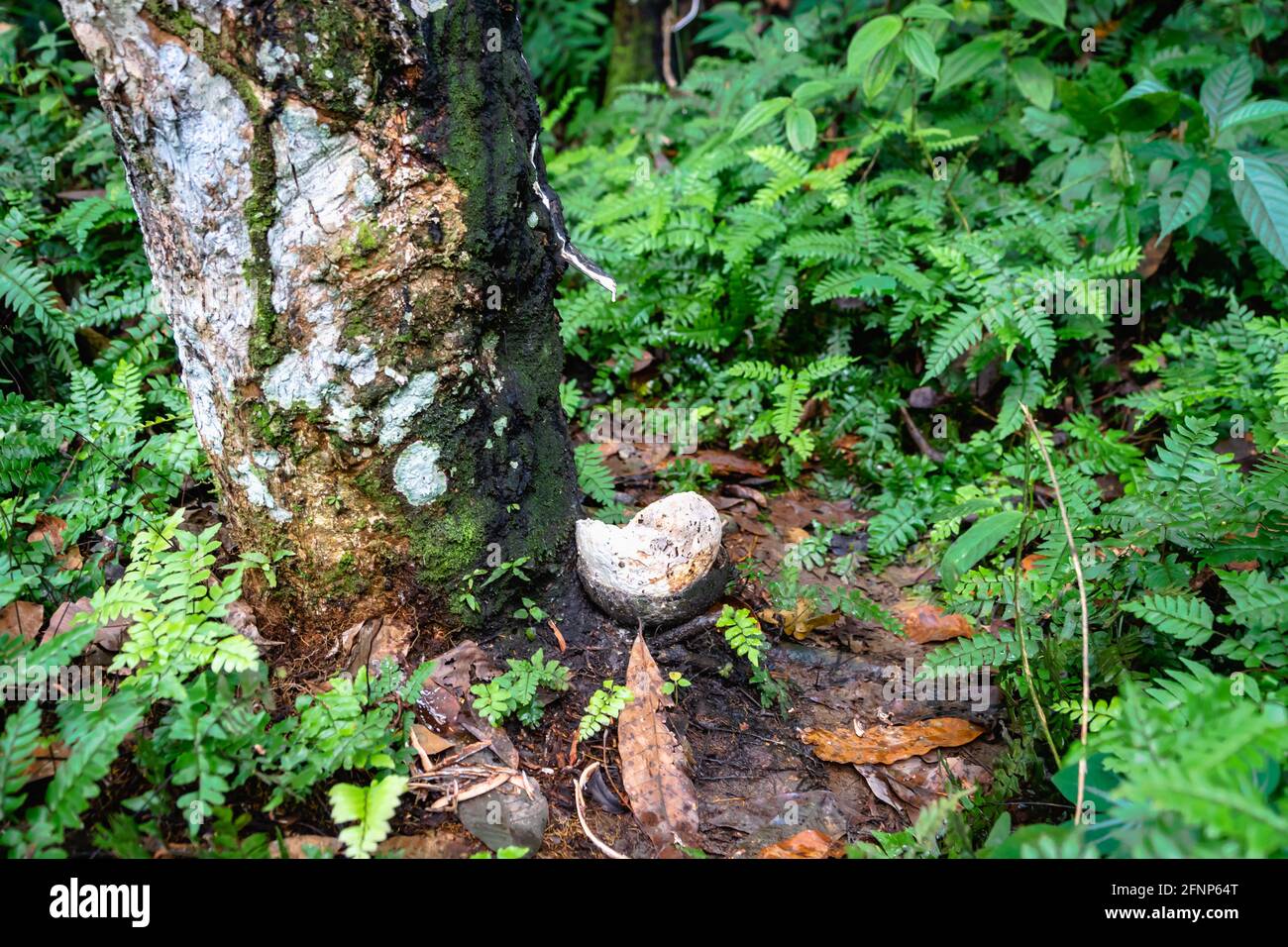 Kautschukbaumplantage, Kautschukklopfen aus der para-Kautschukbaumplanze (Hevea brasiliensis) im Regenwald Indonesiens. Naturlatex-Rohstoff-Extrakt Stockfoto