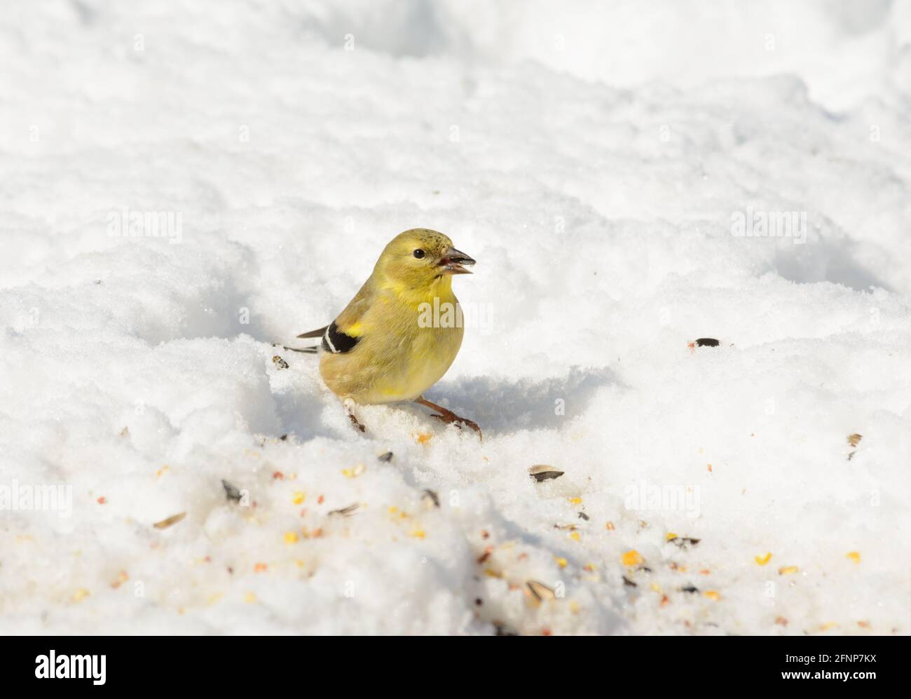 American Goldfinch sitzt auf Schnee und schält einen Sonnenblumenkernen in seinen Schnabel; an einem sonnigen Wintertag Stockfoto