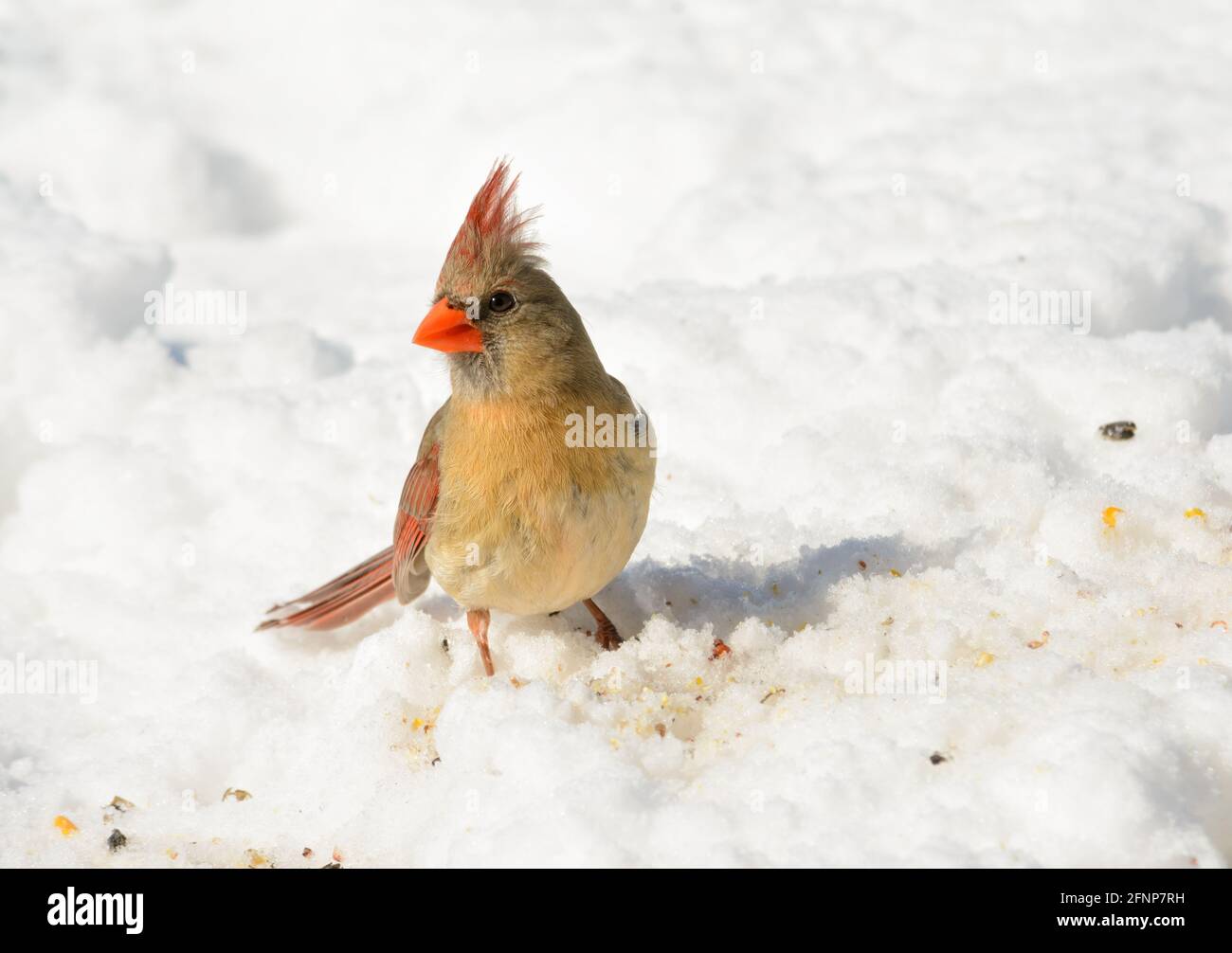 Schöne weibliche Northern Cardinal auf Schnee, auf der Suche nach Samen zu essen, an einem sonnigen Wintertag; mit Kopieplatz Stockfoto