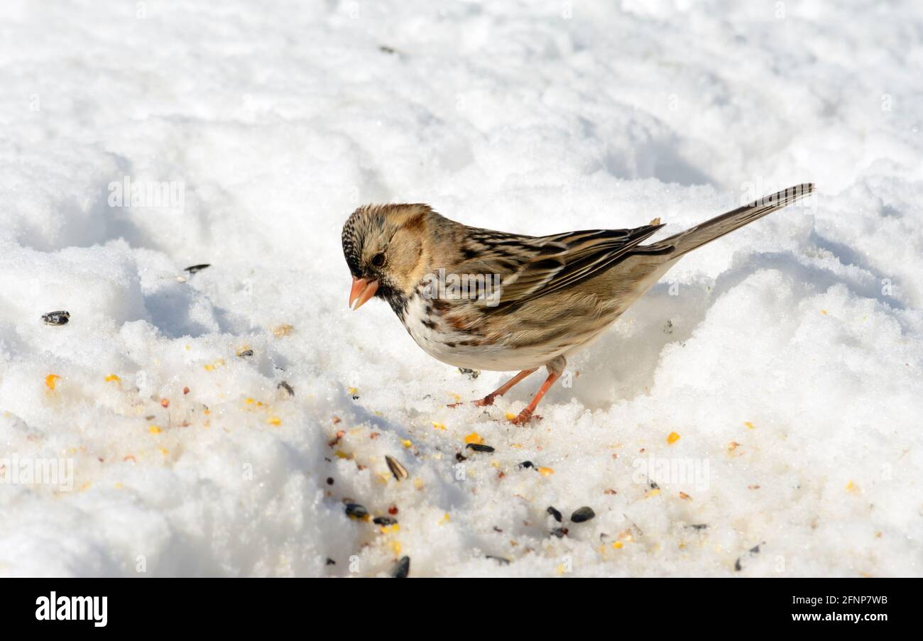 Harris's Sparrow im Schnee, auf der Suche nach Samen zum Essen, an einem sonnigen, aber kalten Wintertag Stockfoto