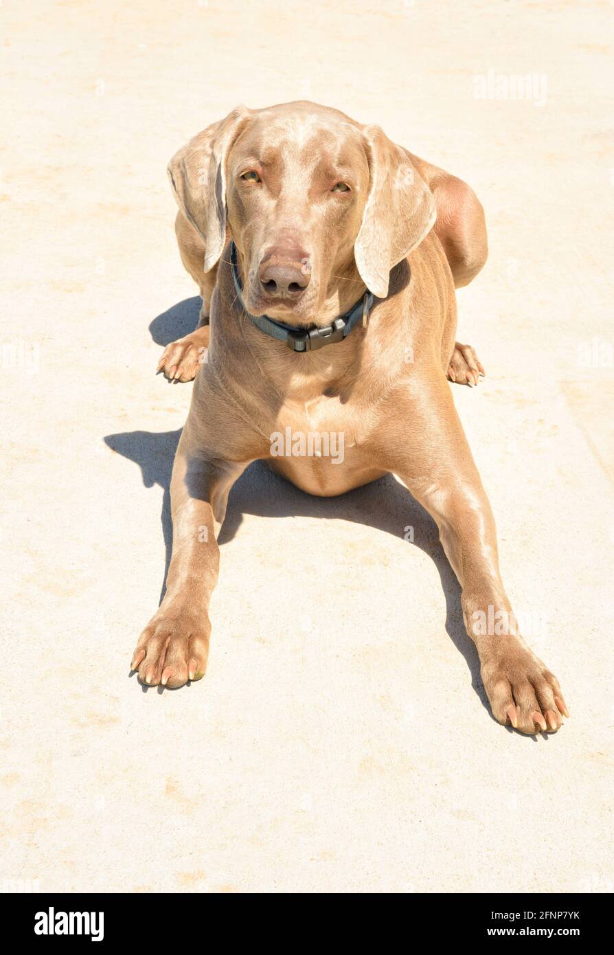 Vorderansicht eines hübschen Weimaraner-Hundes, der sich hinlegt und den Betrachter ansieht; auf einem leichten Betonkissen Stockfoto