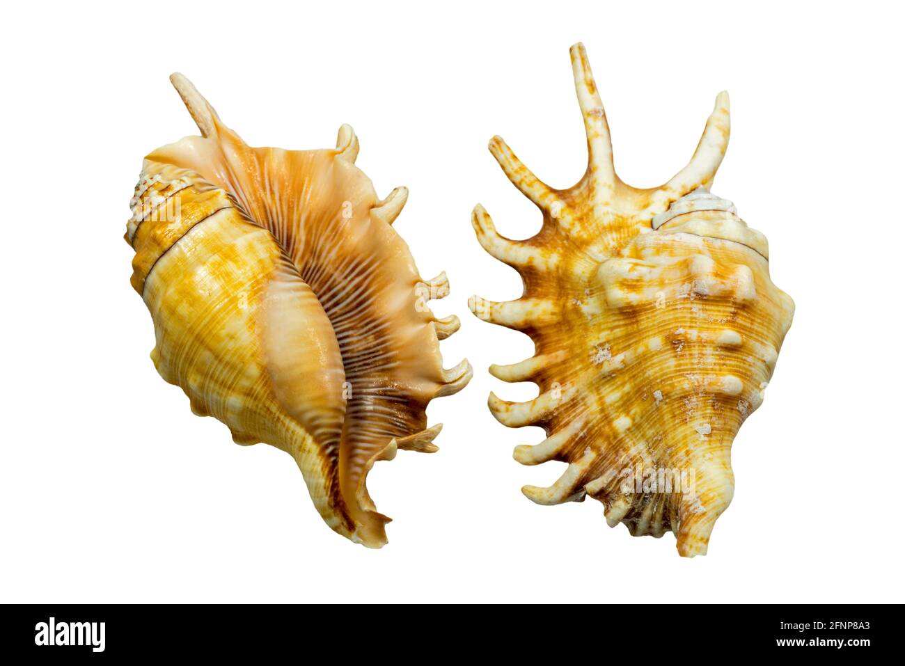 Tausendfüßler-Spinnennecken (Lambis millepeda), Meeresschnecke, Meeresschnecke, Mollusken aus dem Indischen Ozean vor Madagaskar und dem Südwestpazifik Stockfoto