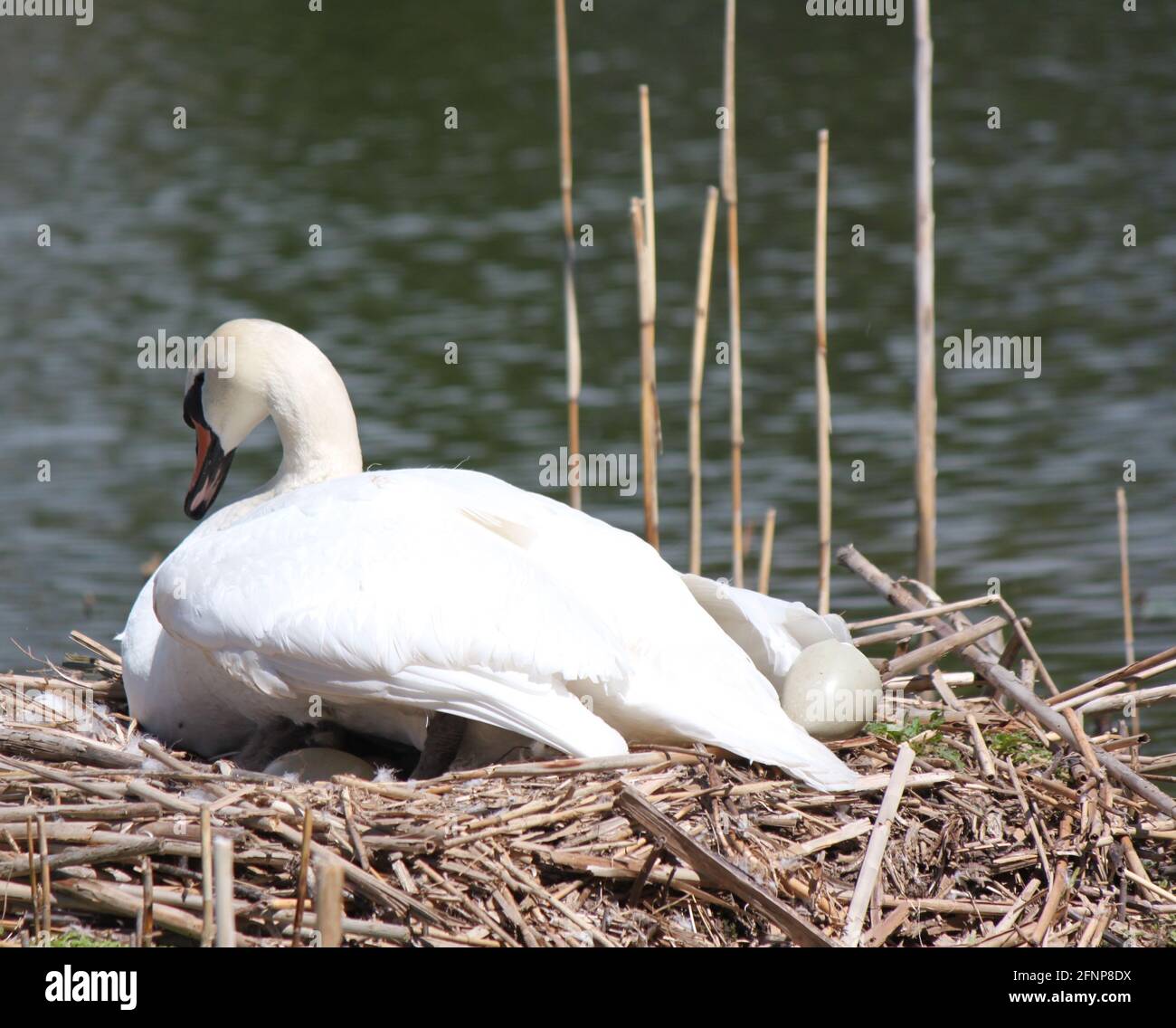 Einsamer Schwan, der während der Brutzeit im Nest sitzt. Cygnus olor brütet im Lebensraum. Großer weißer Wasservögel (Schnee), gefangen beim Nisting im öffentlichen Park, Großbritannien. Stockfoto