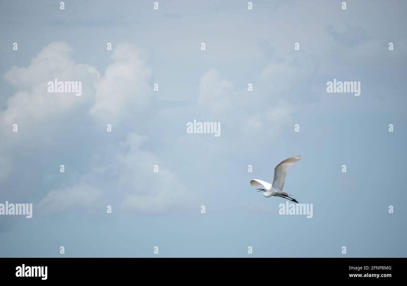 Ein majestätischer Silberreiher hebt von einem kleinen See in der Nähe von Palm Beach, Florida, ab und fliegt in die Ferne. Stockfoto