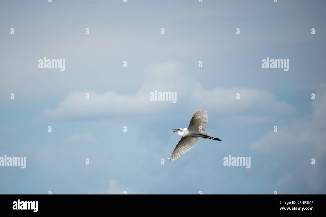 Ein majestätischer Silberreiher hebt von einem kleinen See in der Nähe von Palm Beach, Florida, ab und fliegt in die Ferne. Stockfoto