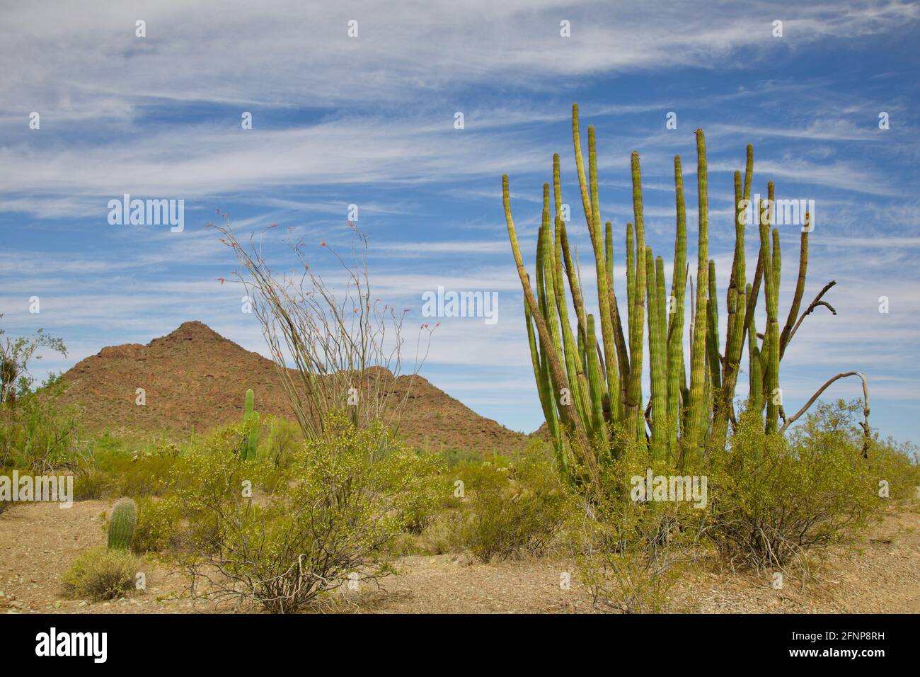 Orgelpfeifenkaktus im Organ Pipe Cactus National Monument, Sonoran Desert, Arizona, in der Nähe der mexikanischen Grenzmauer Stockfoto