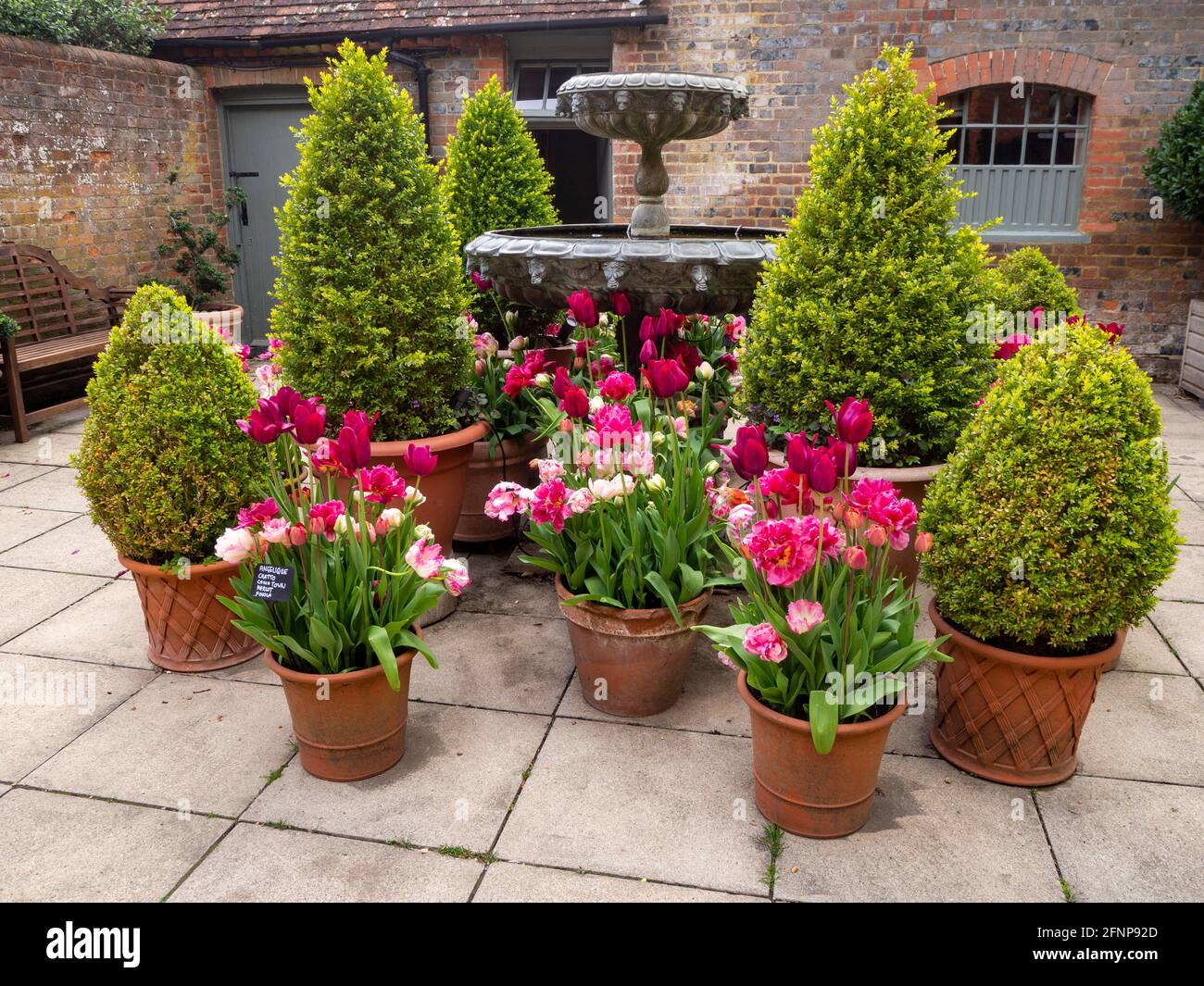 Terrakotta-Pflanzgefäße im Innenhof des Chenies Manor House mit rosa Tulpenbirnen, kleinen Nadelbäumen und Topiary. Stockfoto