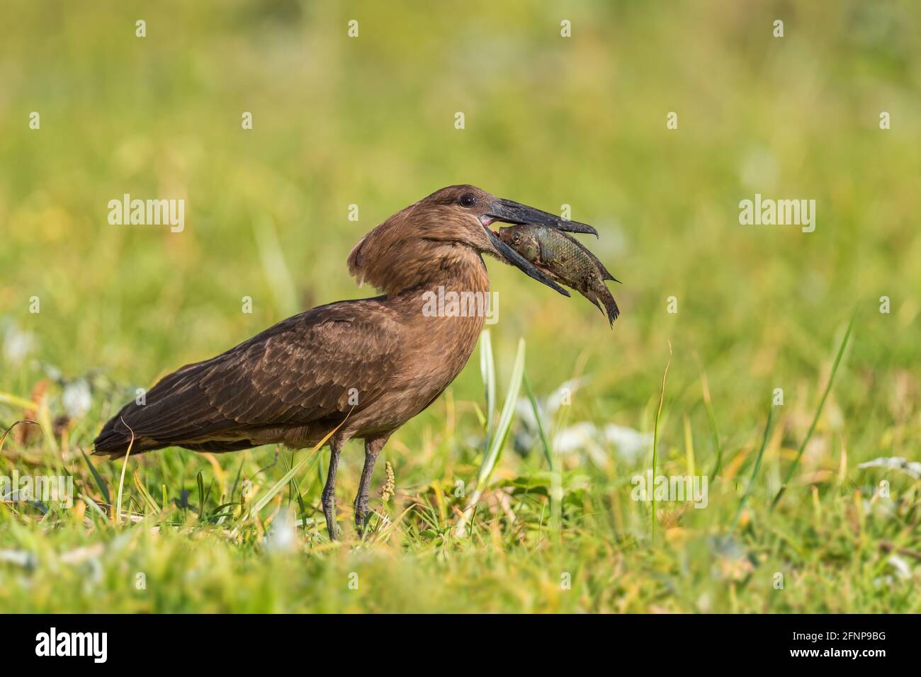Rotschnabel-Oxpecker - Buphagus erythrorynchus, farbiger Barschvögel aus ostafrikanischen Savannen und Sträuchern, See Ziway, Äthiopien. Stockfoto