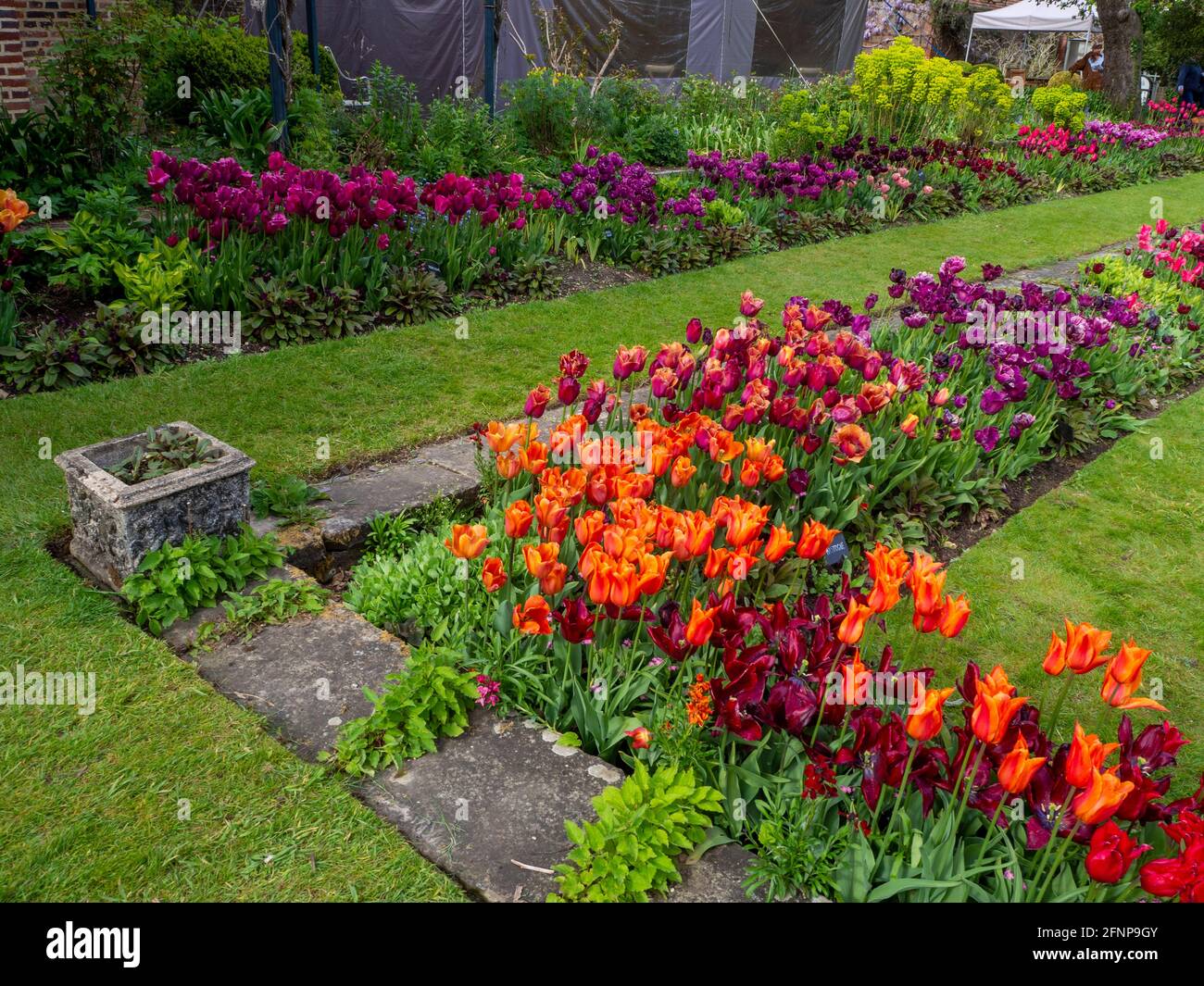 Chenies Manor versunkener Garten im Mai mit bunten Sorten von orange, lila und roten Tulpen in voller Blüte. Stockfoto