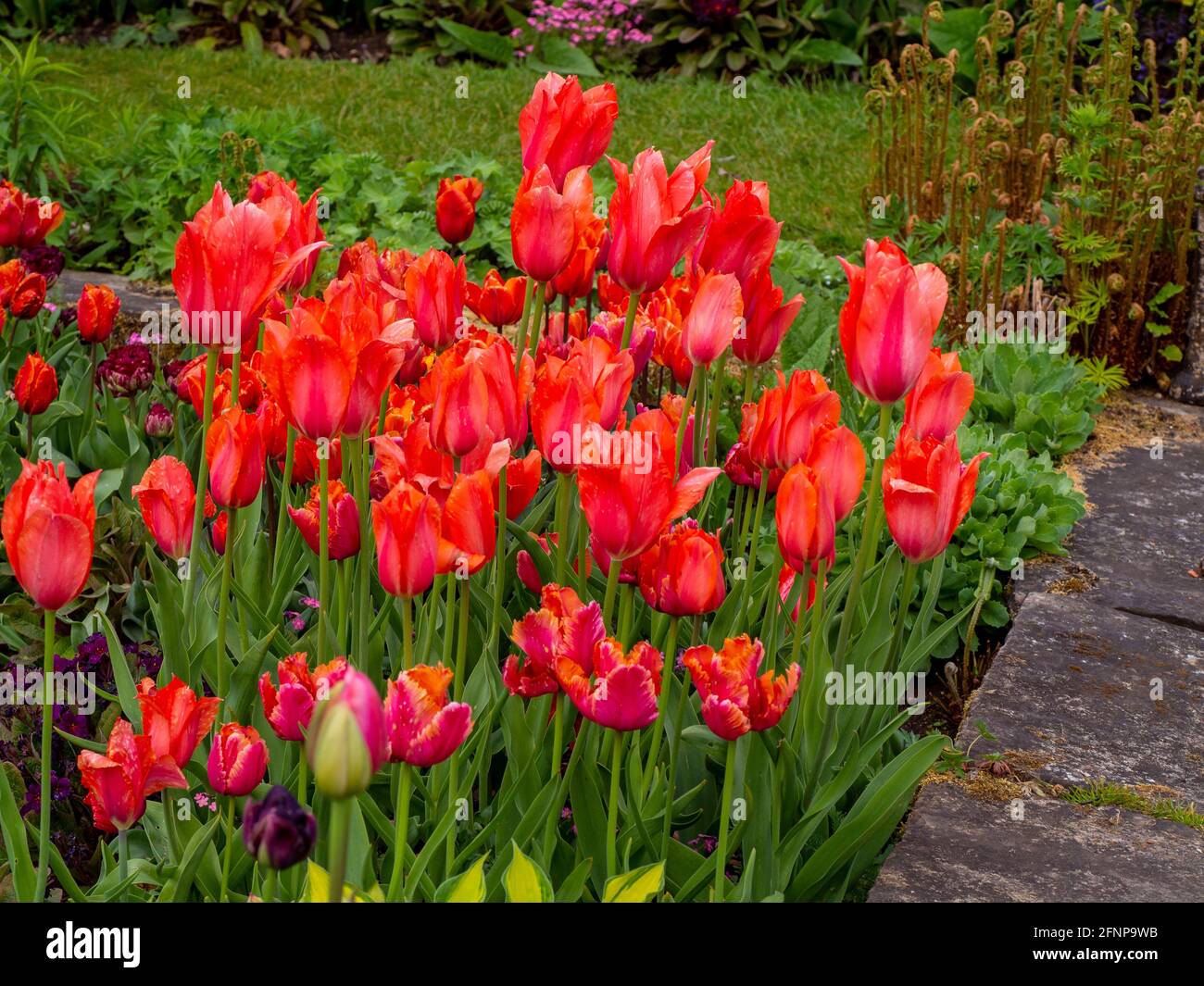 Darwin Tulipa Apricot Sensation in einer Ecke des Chenies Manor Garden. Tulpenfest Mai 2021 Stockfoto