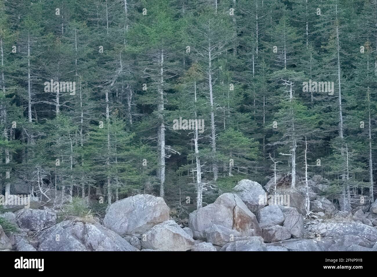 Chugach National Forest an der Küste der Resurrection Bay in Südzentralalaska. Stockfoto