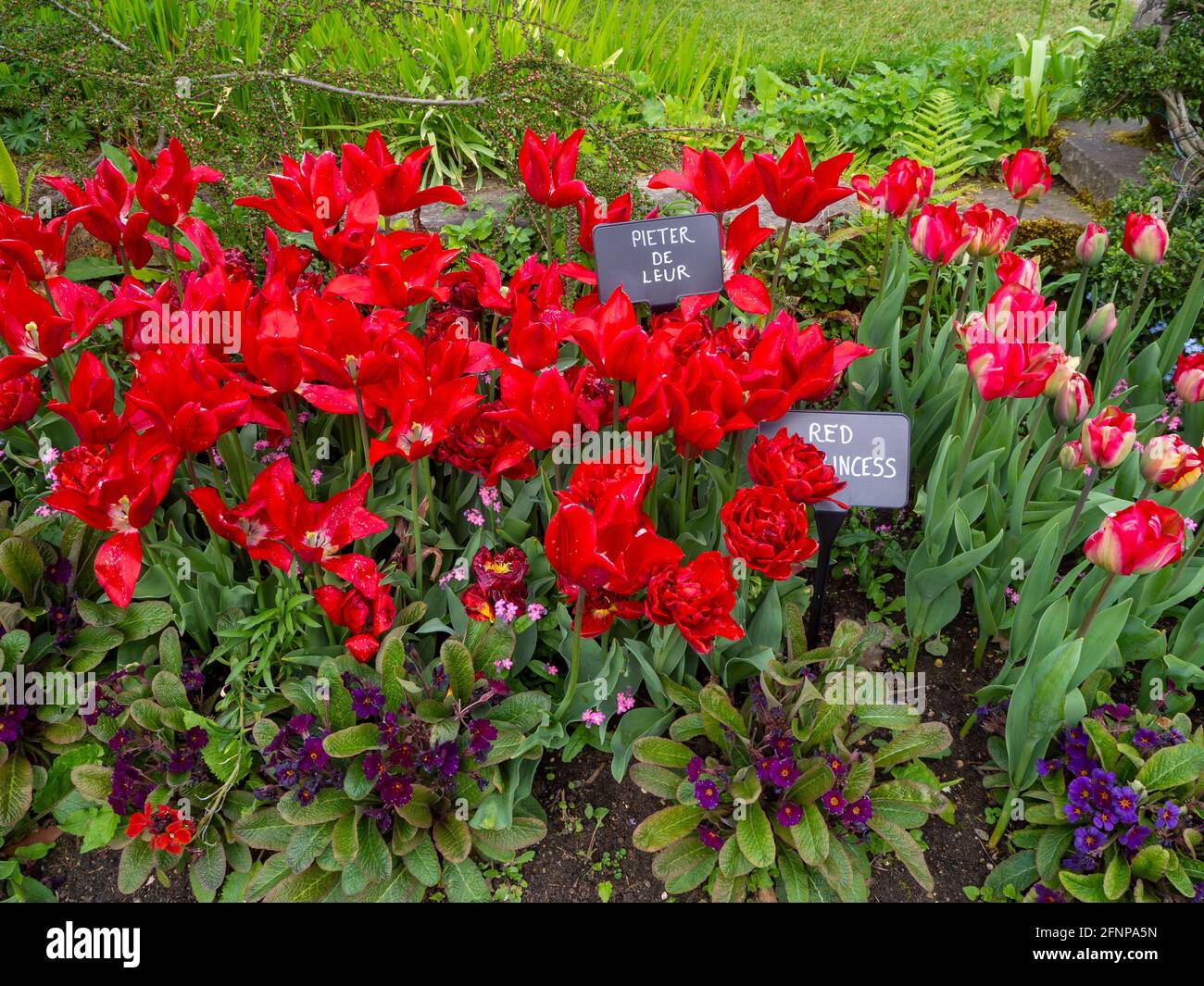 Tulipa 'Pieter de Leur' und Tulipa 'Rote Prinzessin bepflanzt mit Purple Primulae im Chenies Manor versunkener Garten 2021 Stockfoto