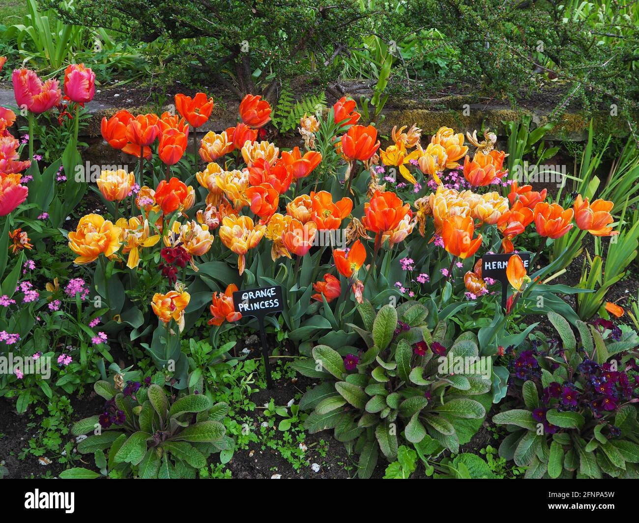 Tulipa 'Orange Princess', Tulipa'Hermitage', purpurne Primulen, rosa Myosotis,Tulipa 'Annie Shilder' in einer Pflanzengrenze bei Chenies Sunken Garden 2021. Stockfoto