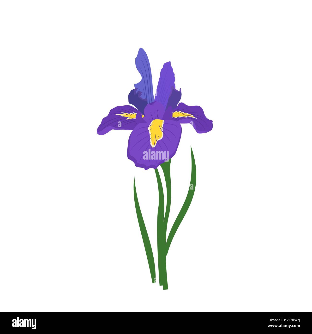 Violette Irisblume mit leuchtend gelben Elementen auf den Blütenblättern. Frühlings- oder Sommerpflanze für Hochzeit, Geschenk oder Design Stock Vektor