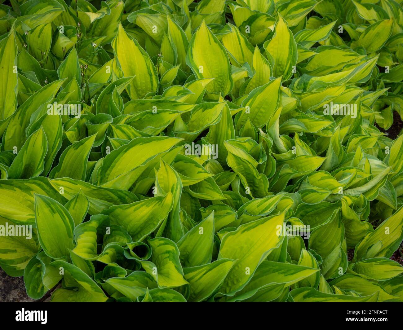 Hosta Blätter; neues Frühjahrswachstum im Chenies Manor Garten im Mai. Stockfoto