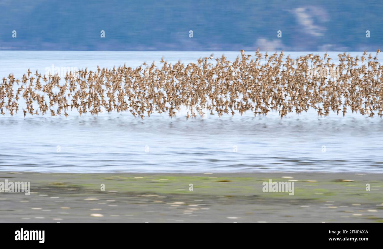 Die absichtliche Bewegungsunschärfe westlicher Sandpiper, die während ihrer Frühjahrswanderung durch Alaska über die Hartney Bay in Cordova fliegen. Stockfoto