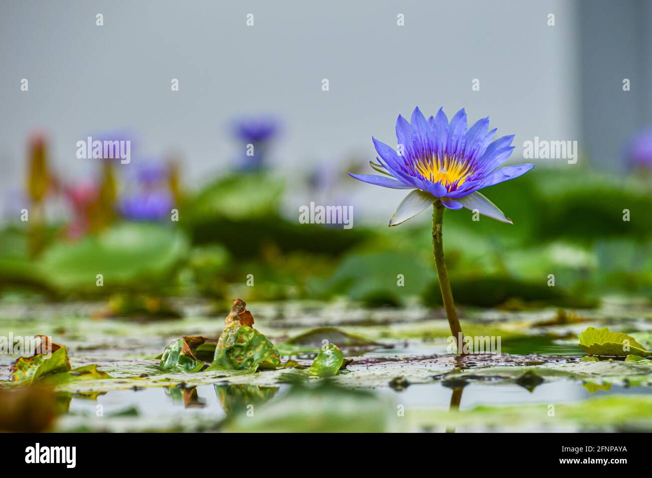 Lila tropische Seerosen, Blumen auf einem grünen Wasserkissen in einem natürlichen Teich mit Blumen, die durch die Oberfläche platzen. Stockfoto