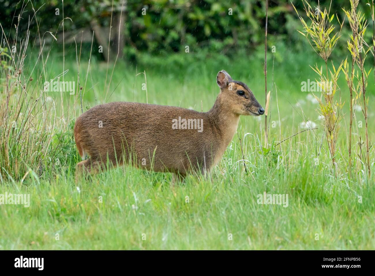 Reeve's muntjac Deer, Muntiacus reevesi, alleinstehendes Weibchen, Rehe, stehend in kurzer Vegetation auf dem Feld, Norfolk, Großbritannien, 15. Mai 2021 Stockfoto