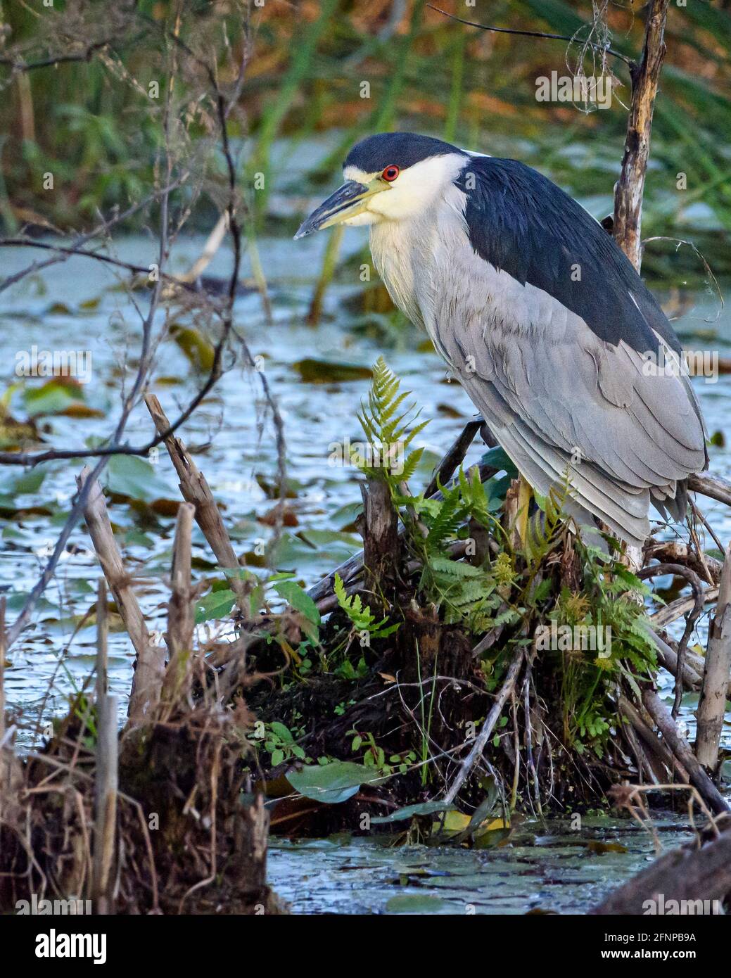 Schwarz-gekrönter Nacht-Reiher Stockfoto