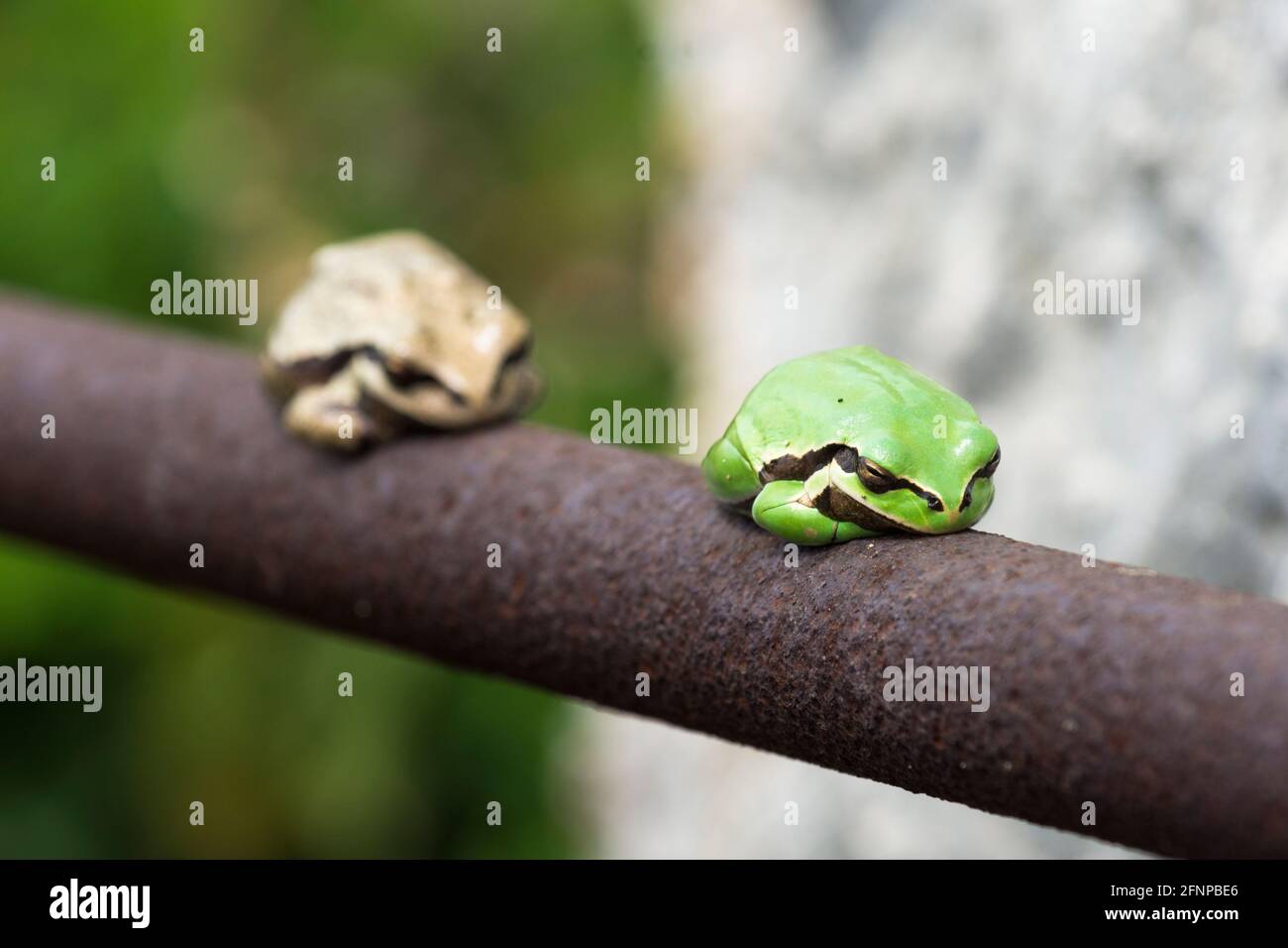 Grüne und weiße Frösche aus dem Nahen Osten an einer Stahlstange, Hyla savignyi Stockfoto