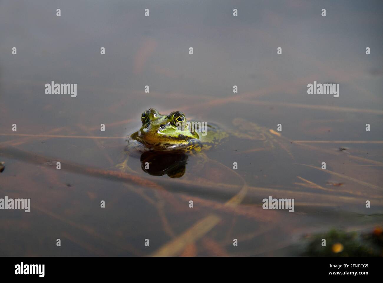 Grüner Frosch, wahrscheinlich ein Marschfrosch oder Poolfrosch, der in einem Teich schwimmend ist Stockfoto