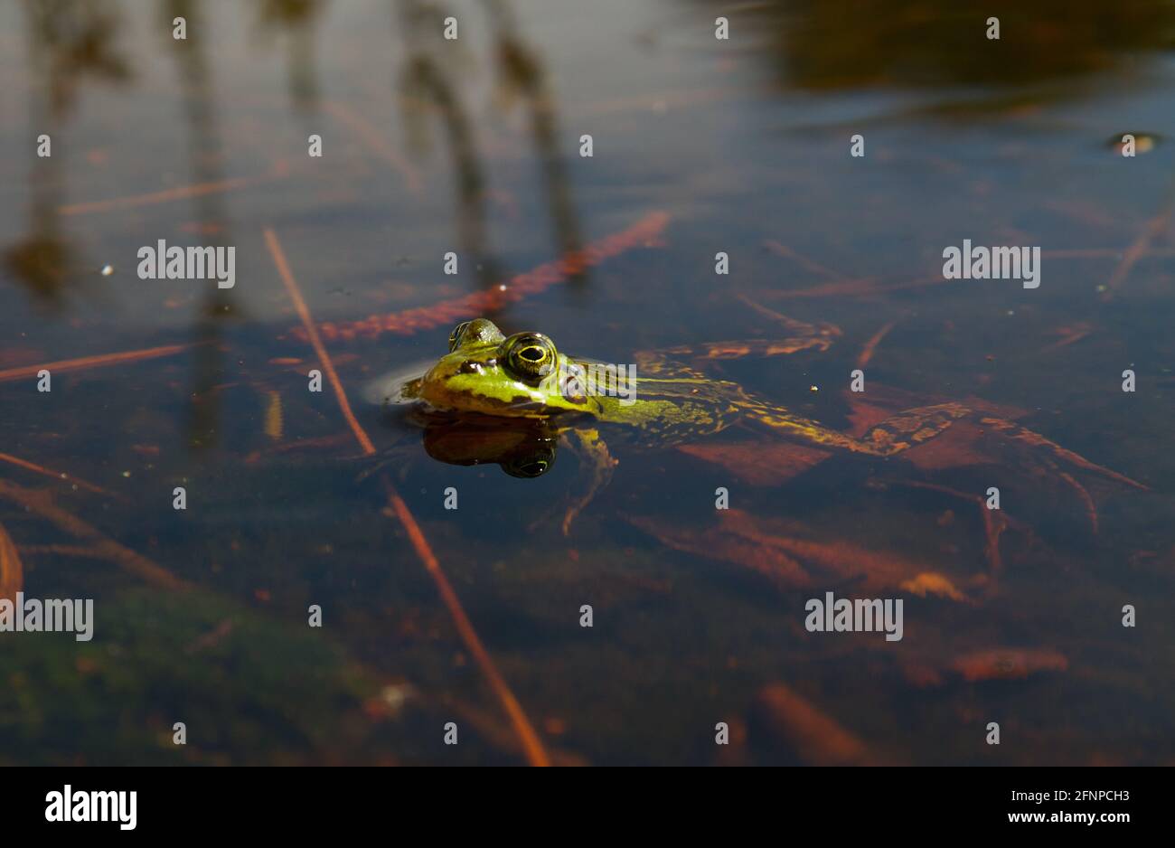Grüner Frosch, wahrscheinlich ein Marschfrosch oder Poolfrosch, der in einem Teich schwimmend ist Stockfoto