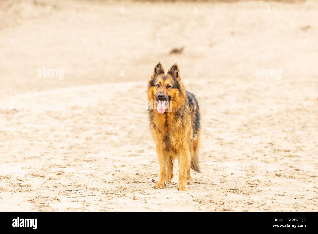 Nahaufnahme eines atemberaubend schönen langhaarigen Schäferhundes Stehen vor einem unscharfen Hintergrund Stockfoto